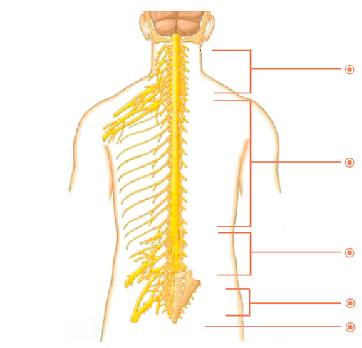 Na jakých místech je osteochondrosis